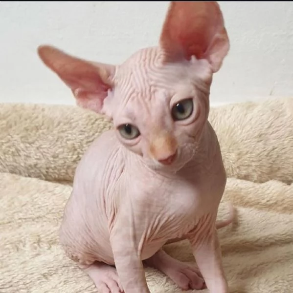 Adorabili gattini Sphynx disponibili! | Foto 1