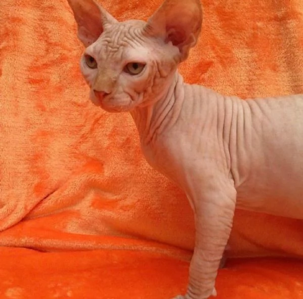 Adorabili gattini Sphynx disponibili! | Foto 1