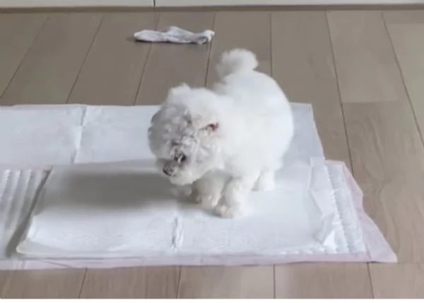 Maltese Toy (cuccioli maschio e femmina) | Foto 0