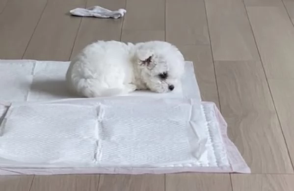 Maltese Toy (cuccioli maschio e femmina)