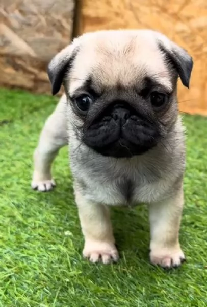 Carlino (Pug) (cuccioli maschio e femmina)