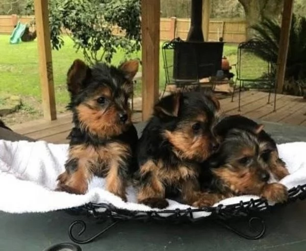 Yorkshire Terrier (cuccioli maschio e femmina) | Foto 0