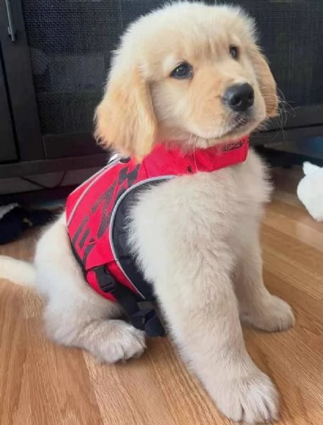 Golden Retriever (cuccioli maschio e femmina) | Foto 0