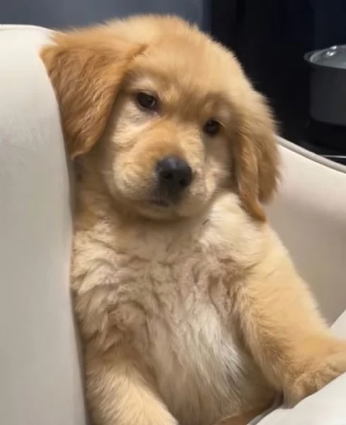 Golden Retriever (cuccioli maschio e femmina)