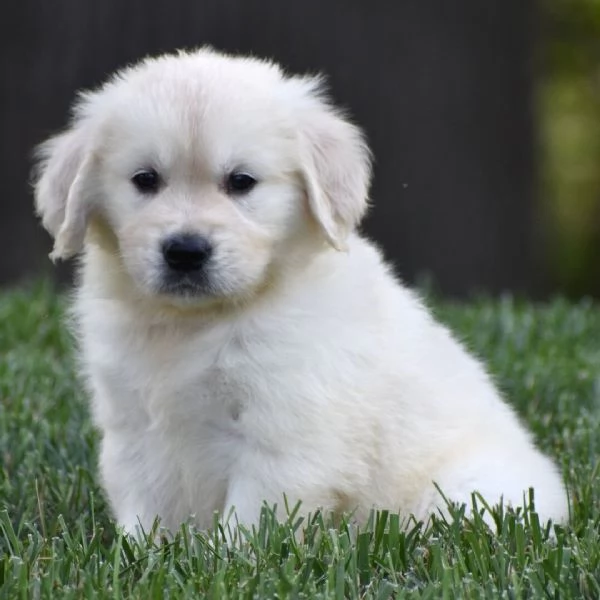 Golden Retriever (cuccioli maschio e femmina) | Foto 0