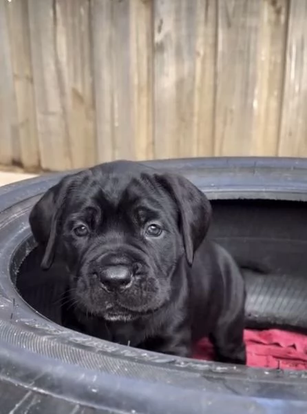 Cane Corso (cuccioli maschio e femmina) | Foto 1