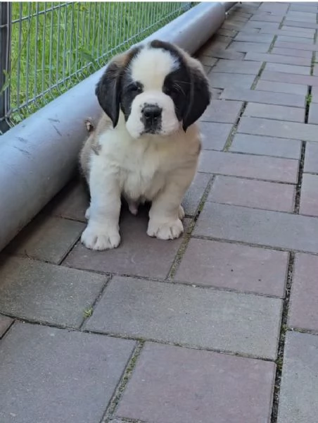 San Bernardo (cuccioli maschio e femmina)