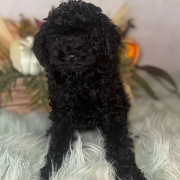 Barboncino Toy (cuccioli maschio e femmina) | Foto 0