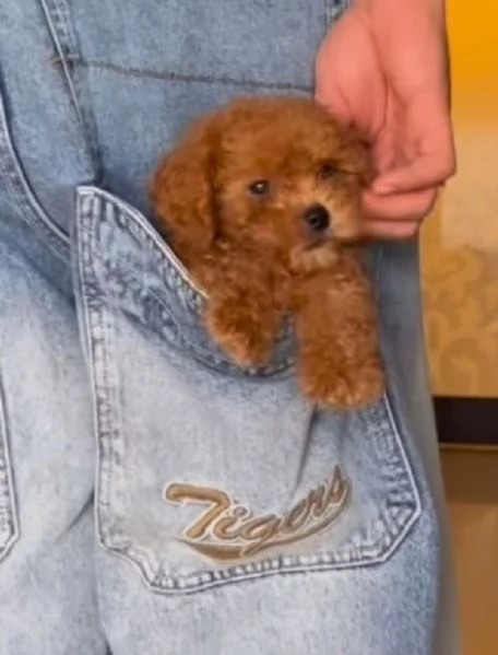 Barboncino Toy (cuccioli maschio e femmina)