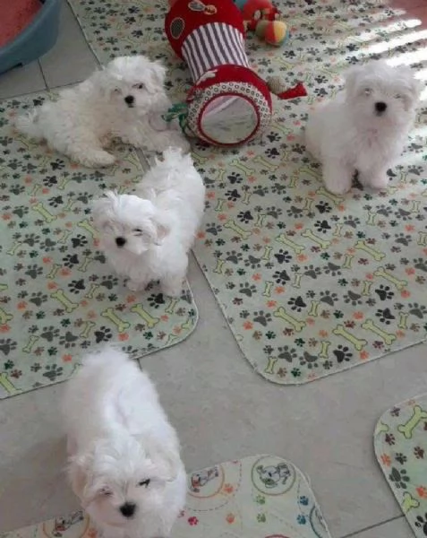 Maltese toy  (cuccioli maschio e femmina)