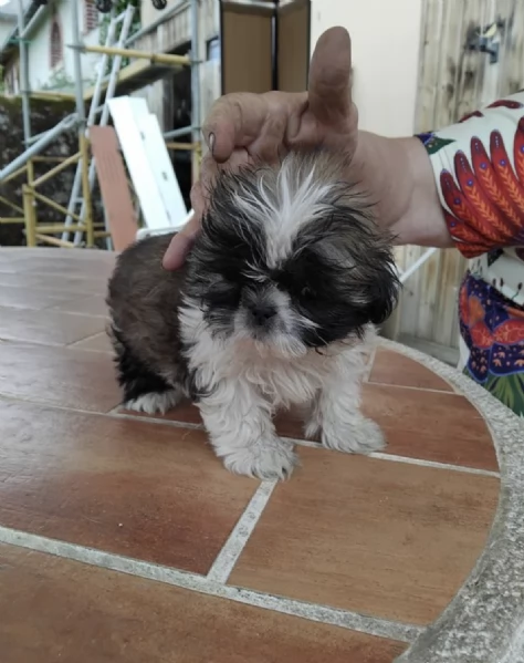     REGALO SHIH-TZU  TOY