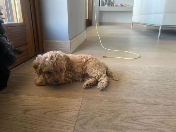 Cucciolata barboncini