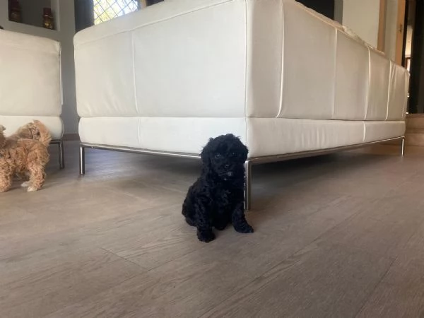 Cucciolata barboncini | Foto 6