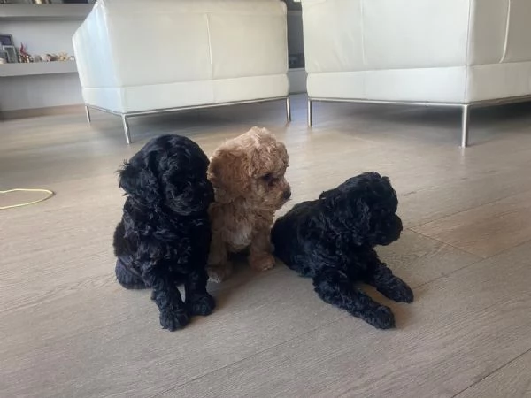 Cucciolata barboncini | Foto 5