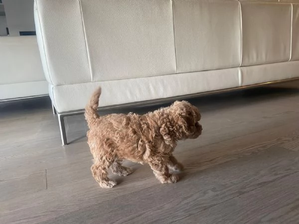 Cucciolata barboncini | Foto 4