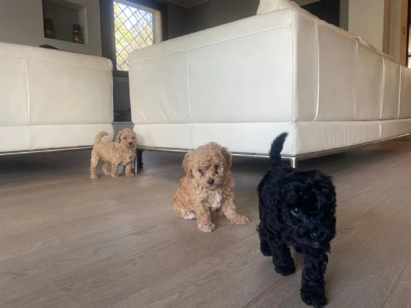 Cucciolata barboncini | Foto 3