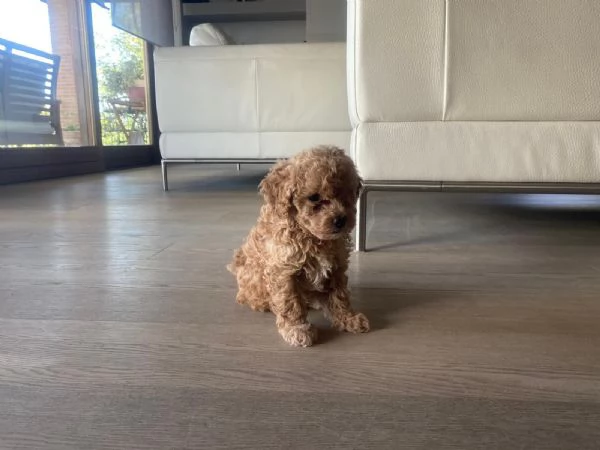 Cucciolata barboncini | Foto 2