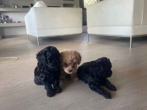 Cucciolata barboncini | Foto 1