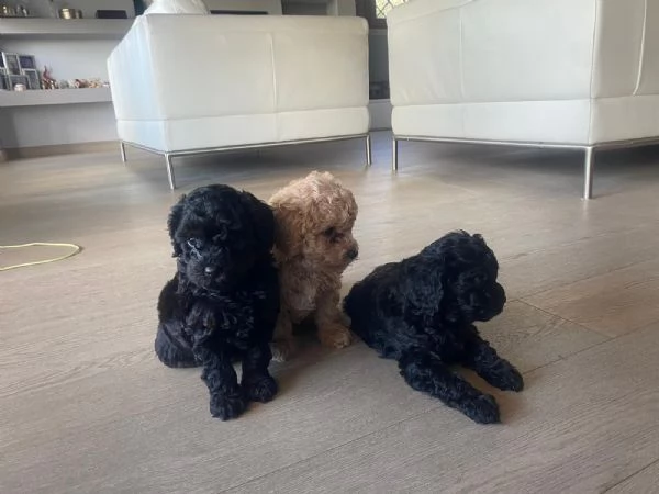 Cucciolata barboncini | Foto 0