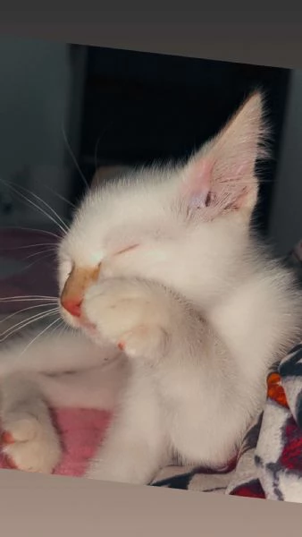 Gattino bianco occhi azzurri 