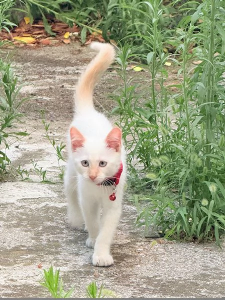 Gattino bianco occhi azzurri  | Foto 3