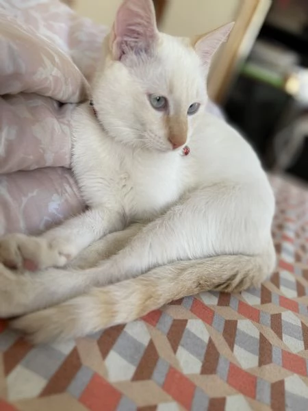 Gattino bianco occhi azzurri  | Foto 2