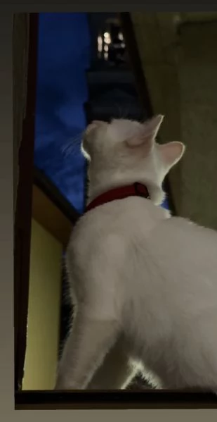 Gattino bianco occhi azzurri  | Foto 1