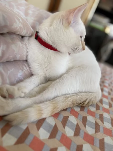 Gattino bianco occhi azzurri  | Foto 0