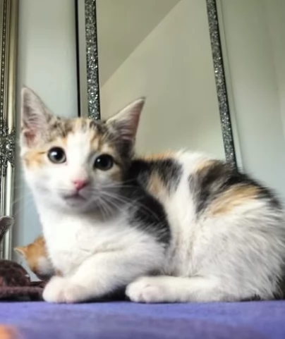 Fantastici gattini munchkin