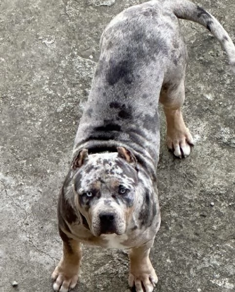 American Bully | Foto 3