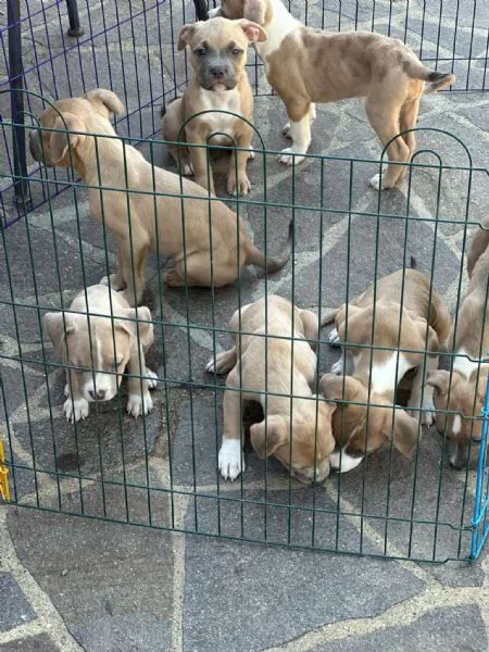 American Bully | Foto 2