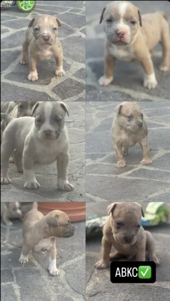 American Bully | Foto 1