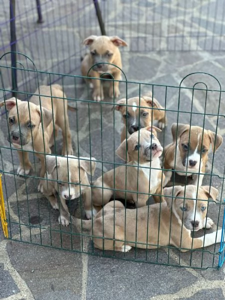 American Bully | Foto 0