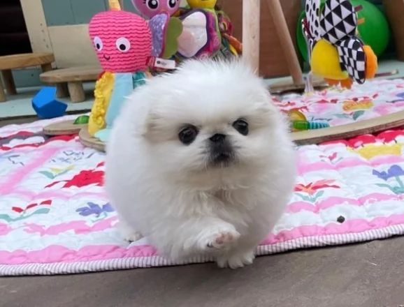 Bellissimi cuccioli di Pechinese