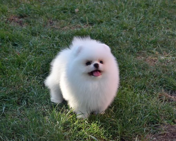 Cuccioli di Pomerania toy