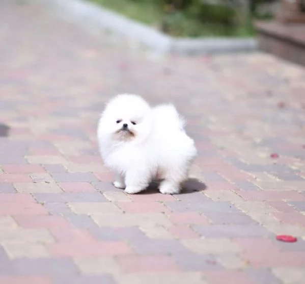 Cuccioli di Pomerania nani