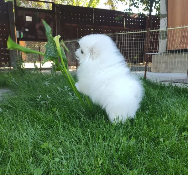 Cuccioli di Spitz Pomerania taglia mini!! | Foto 0