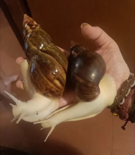 Achatina Fulica White Jade 