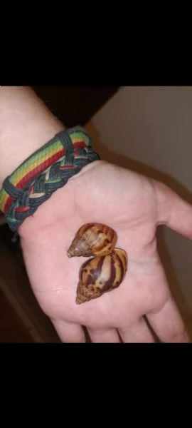 Achatina Fulica White Jade  | Foto 1