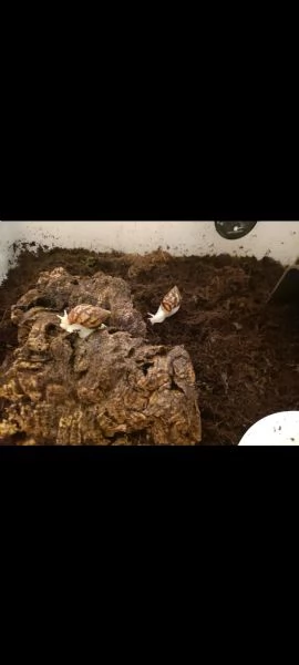 Achatina Fulica White Jade  | Foto 0