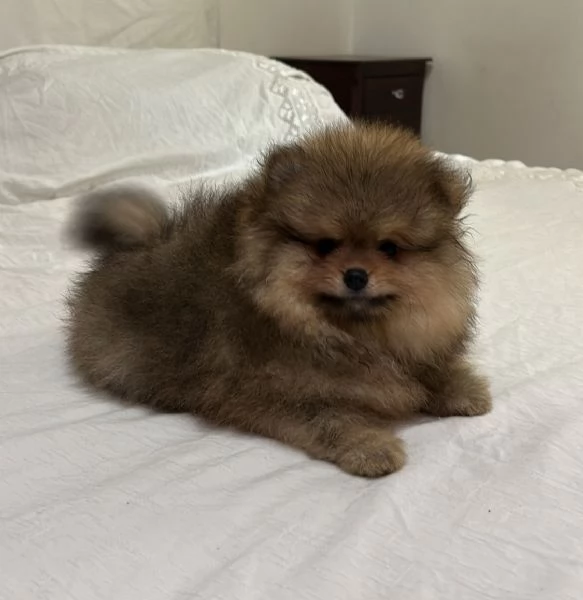 Vendo Spitz nano  | Foto 3