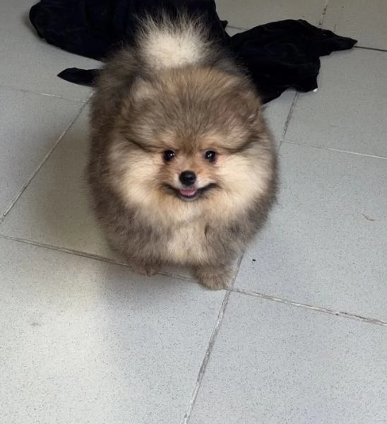 Vendo Spitz nano  | Foto 2