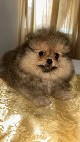 Vendo Spitz nano  | Foto 1