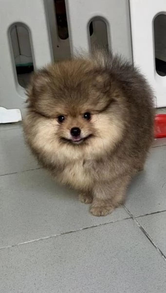 Vendo Spitz nano  | Foto 0