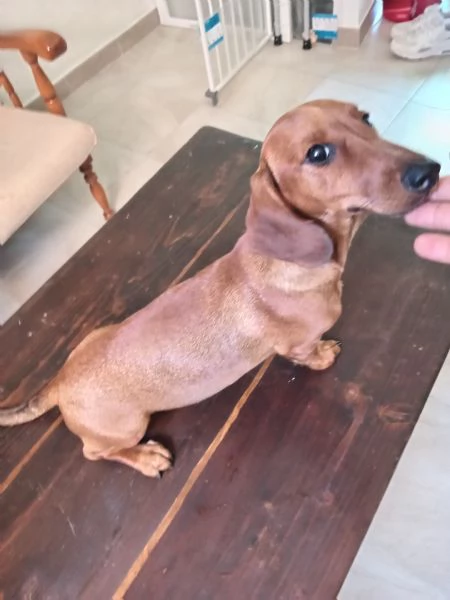 Cucciolo di bassotto 