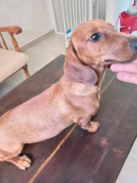 Cucciolo di bassotto  | Foto 2