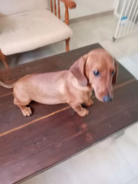 Cucciolo di bassotto  | Foto 1