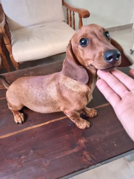 Cucciolo di bassotto  | Foto 0