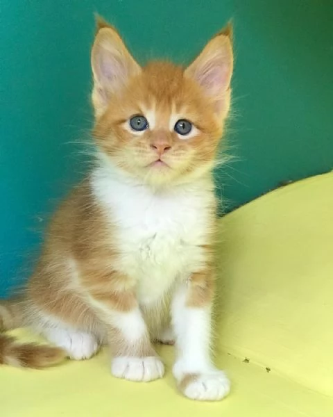 Gatti Mainecoon sani