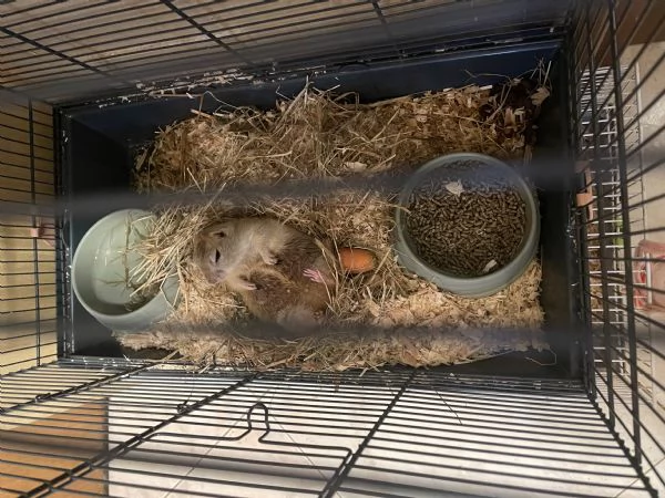 Baby cane della prateria (citello)